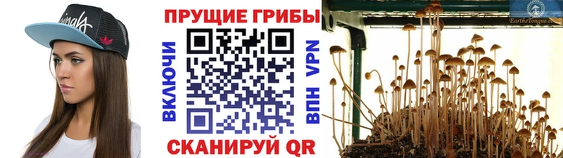 Псилоцибиновые грибы мухоморы  darknet состав  Калининец  цена  